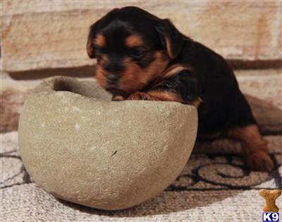 Yorkshire Terrier Puppies in TX